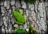 TreyTreeFrog-8.JPG