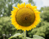Dr. Wolff's Sunflowers-0045_8x10.JPG