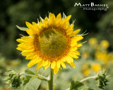 Dr. Wolff's Sunflowers-0077_8x10.JPG