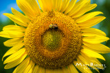 Dr. Wolff's Sunflowers-0109_4x6.JPG