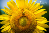 Dr. Wolff's Sunflowers-0118_4x6.JPG