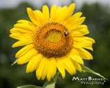 Dr. Wolff's Sunflowers-0122_8x10.JPG