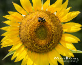 Dr. Wolff's Sunflowers-0131_8x10.JPG