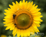 Dr. Wolffs Sunflowers-0159_8x10.JPG