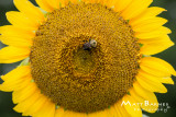 Dr. Wolff's Sunflowers-0182_4x6.JPG