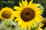 Dr. Wolffs Sunflowers-0212_4x6.JPG