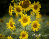 Dr. Wolff's Sunflowers-0227_8x10.JPG