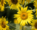 Dr. Wolffs Sunflowers-0235_8x10.JPG