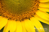Dr. Wolff's Sunflowers-0256_4x6.JPG
