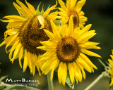 Dr. Wolff's Sunflowers-0262_8x10.JPG