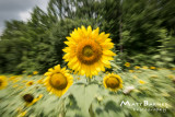 Dr. Wolff's Sunflowers-0285_4x6.JPG