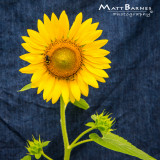 Dr. Wolff's Sunflowers-0305_1x1.JPG