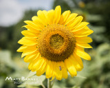 Dr. Wolffs Sunflowers-0318_8x10.JPG