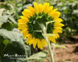 Dr. Wolffs Sunflowers-0326_8x10.JPG