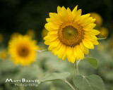 Dr. Wolff's Sunflowers-0331_8x10.JPG