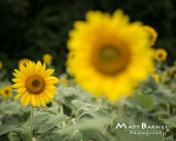 Dr. Wolff's Sunflowers-0338_8x10.JPG