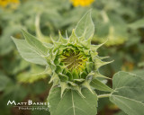 Dr. Wolff's Sunflowers-0346_8x10.JPG