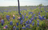 Best of the Edwards Plateau