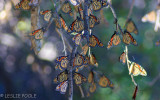 Monarch butterflies, Meyers Spring, near Dryden, TX