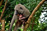 Baboon and Infant
