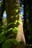 Vine and Tree