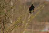 Carouges  paulettes / Red-winged Blackbirds
