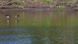 Canards / ducks