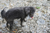 Molly playing with her tongue.