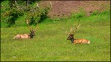 IMG_9781.jpg