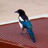IMG_1378.jpg
