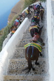 Donkeys head down to the tourists, Fira - Santorini June 2, 2013 51.JPG