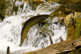 Salmon swimming upstream at Inglis Falls P1600517 Sept. 22, 2013