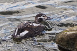 Diving Duck on Collingwood Harbour