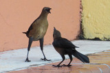 Don't you raise your voice with me mister!!!