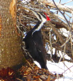 Pileated Woodpecker P1000287.JPG