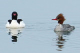 Mergansers P1000459 web.jpg