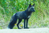 Black/Silver Fox (Colour variation of the Red Fox) P1050011