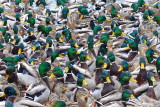 Still havent got all my ducks in a row.....maybe next year....  :)