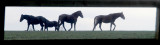13:365<br> horses