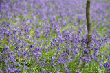 108:365<br>bluebells