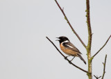 131:365<br>stonechat