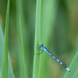 180:365<br>damselfly