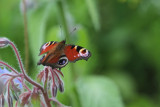 193:365<br>Peacock