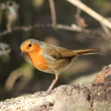 58:365<br>robin red breast