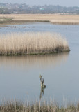 99:365<br> reeds and marshes