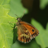 189:365 butterfly not fluttering