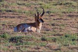 American Pronghorn