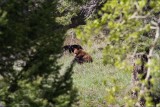 Black Bear Cubs