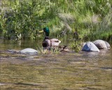 Mallards