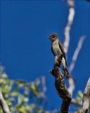 Flycatchers